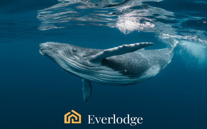 TRON (TRX), Cosmos (ATOM), and Everlodge (ELDG) Are the Best Cryptocurrencies to Get as the Global Crypto Market Cap Increases 27%